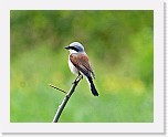 Pikkulepinkainen Red-backed Shrike * 1261 x 996 * (727KB)